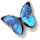 papillon 046